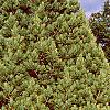 Pinus strobus 'Shirley', habit
