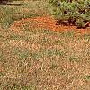Pinus strobus 'Shirley', habit