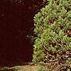 Pinus strobus 'Shirley', habit