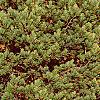 Pinus strobus 'Shirley', habit