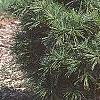 Pinus strobus 'Witches' Broom', habit