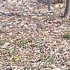 Pinus strobus 'Witches' Broom', habit