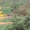 Pinus strobus 'Witches' Broom', habit