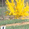 Pinus strobus 'Witches' Broom', habit
