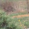 Pinus strobus 'Witches' Broom', habit