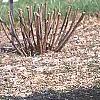 Pinus strobus 'Witches' Broom', habit