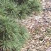 Pinus strobus 'Witches' Broom', habit