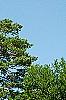 Pinus sylvestris, habit