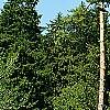 Pinus sylvestris, habit