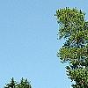 Pinus sylvestris, habit