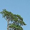 Pinus sylvestris, habit