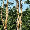 Pinus sylvestris, habit