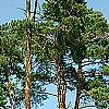 Pinus sylvestris, habit