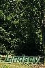 Pinus sylvestris, habit