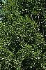 Pinus sylvestris, habit