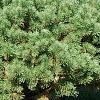 Pinus sylvestris 'Beuvronensis', habit