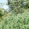 Pinus sylvestris 'Beuvronensis', habit