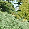 Pinus sylvestris 'Beuvronensis', habit