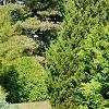 Pinus sylvestris 'Beuvronensis', habit