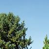 Pinus sylvestris 'Greg's Variegated', habit