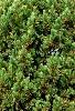 Pinus sylvestris 'Greg's Variegated', habit