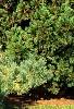 Pinus sylvestris 'Greg's Variegated', habit
