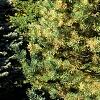 Pinus sylvestris 'Greg's Variegated', habit