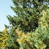 Pinus sylvestris 'Greg's Variegated', habit