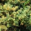 Pinus sylvestris 'Greg's Variegated', habit