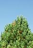 Pinus sylvestris 'Greg's Variegated', habit