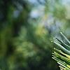 Pinus sylvestris 'Greg's Variegated', leaves