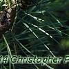 Pinus sylvestris 'Greg's Variegated', leaves