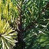 Pinus sylvestris 'Greg's Variegated', leaves