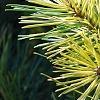 Pinus sylvestris 'Greg's Variegated', leaves