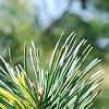 Pinus sylvestris 'Greg's Variegated', leaves