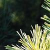 Pinus sylvestris 'Greg's Variegated', leaves