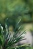 Pinus sylvestris 'Greg's Variegated', leaves