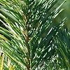 Pinus sylvestris 'Greg's Variegated', leaves
