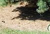 Pinus sylvestris 'Wright Broom', habit