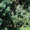 Pinus sylvestris 'Wright Broom', habit