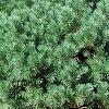 Pinus sylvestris 'Wright Broom', habit