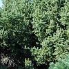 Pinus sylvestris 'Wright Broom', habit
