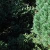 Pinus sylvestris 'Wright Broom', habit