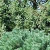 Pinus sylvestris 'Wright Broom', habit