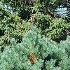 Pinus sylvestris 'Wright Broom', habit