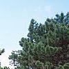Pinus tabulaeformis, habit