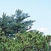 Pinus tabulaeformis, habit