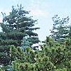 Pinus tabulaeformis, habit