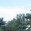 Pinus tabulaeformis, habit