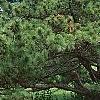 Pinus tabulaeformis, habit